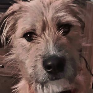 Meet your Posher, Kai